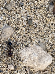 Messor minor hesperius