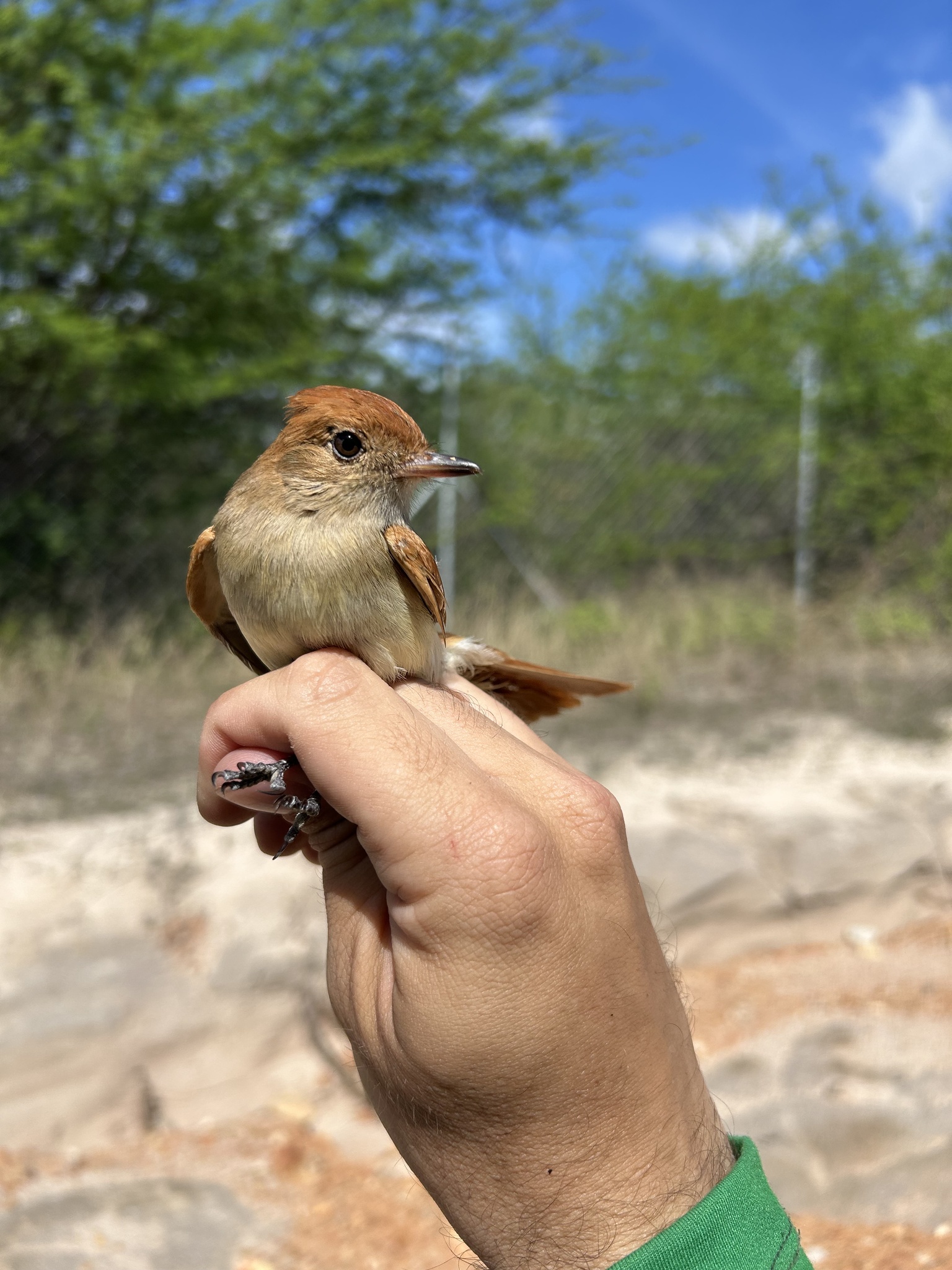 Ash-throated Casiornis (Casiornis fuscus), photo 3