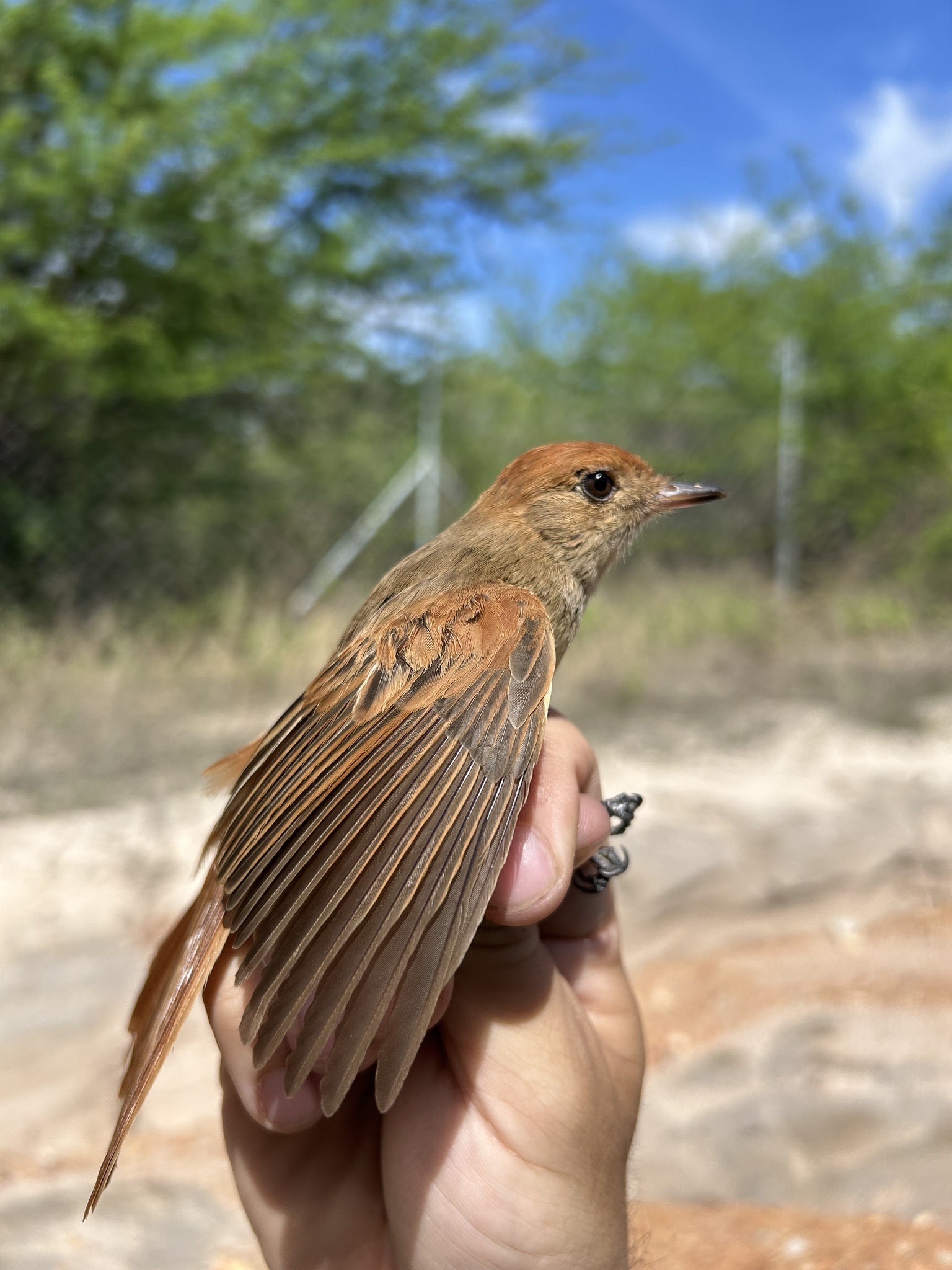 Ash-throated Casiornis (Casiornis fuscus), photo 4