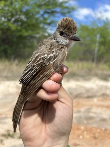 Brown-crested Flycatcher (Myiarchus tyrannulus), photo 7