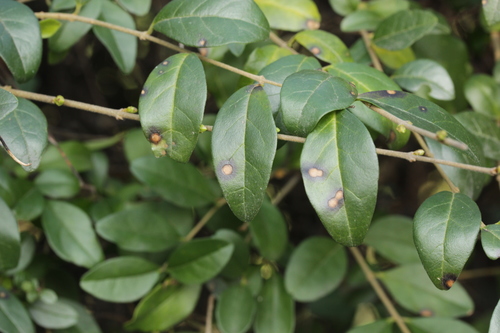 Thedgonia ligustrina