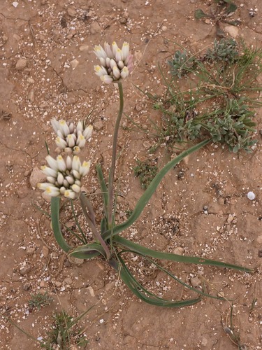 Allium erdelii