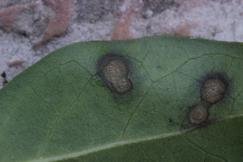 Thedgonia ligustrina
