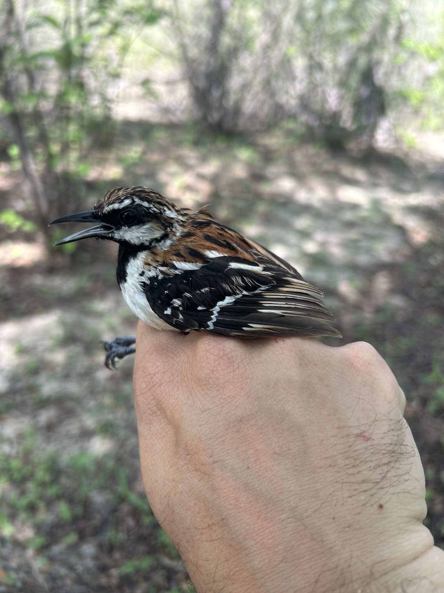 Stripe-backed Antbird (Myrmorchilus strigilatus), photo 2