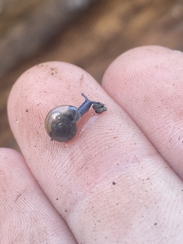 Glyphyalinia indentata, 2026-02-19