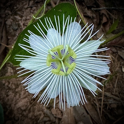 Stinking Passionflower