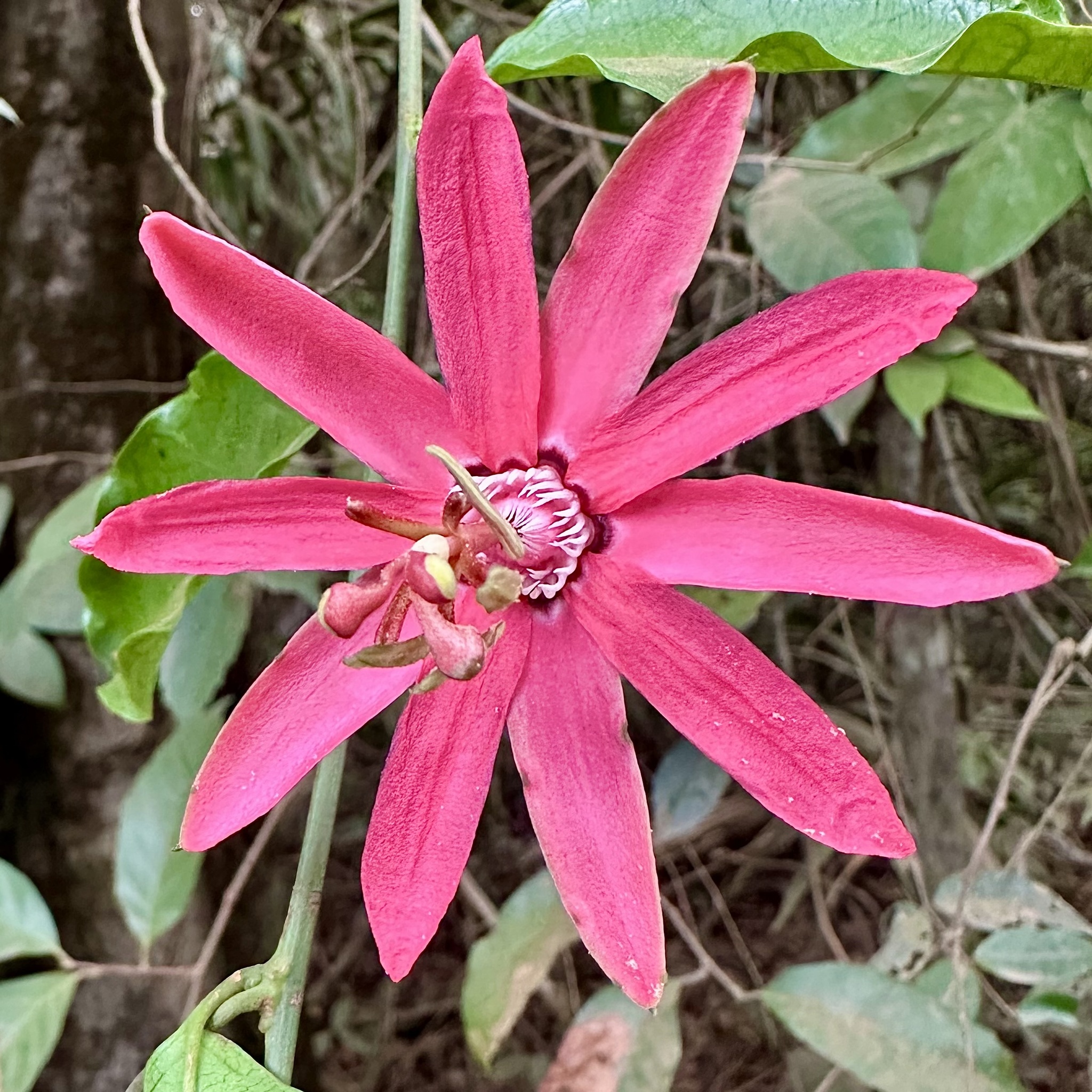 Passiflora glandulosa