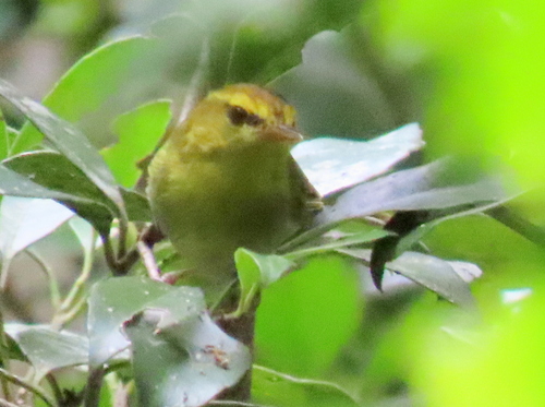 iNaturalist image