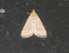 Hypsopygia decoloralis