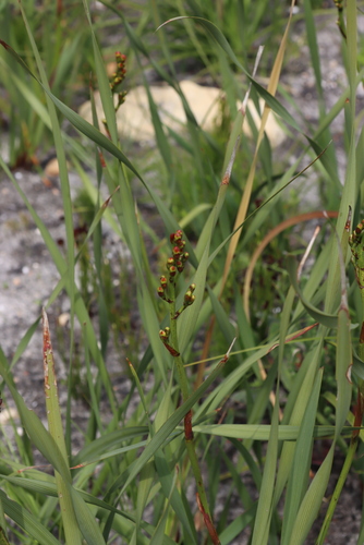 Pillansia templemannii, photograph 3