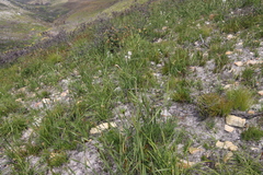Pillansia templemannii, photograph (c) Tony Rebelo, some rights reserved (CC BY-SA)