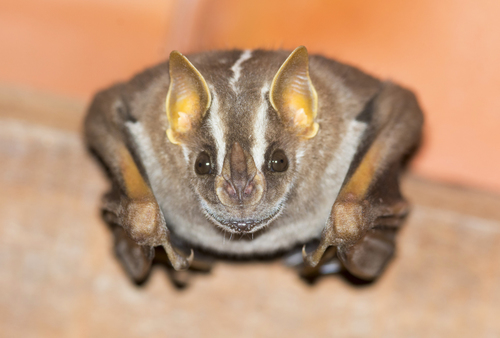 White-lined Broad-nosed Bat