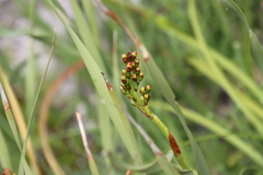 Pillansia templemannii, photograph (c) Tony Rebelo, some rights reserved (CC BY-SA)
