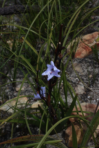 Pale Capeblue (Aristea spiralis)