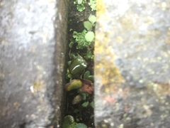 Asplenium ruta-muraria