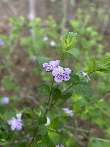 Casselia zelota (Casselia zelota)
