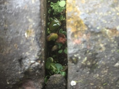 Asplenium ruta-muraria