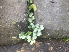 Asplenium ruta-muraria