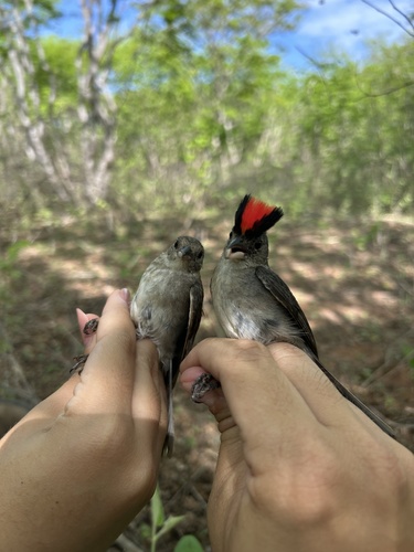 Grey Pileated Finch (Coryphospingus pileatus), photo 4
