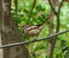 Copsychus albospecularis