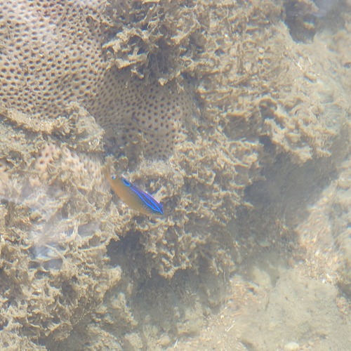 Stegastes variabilis
