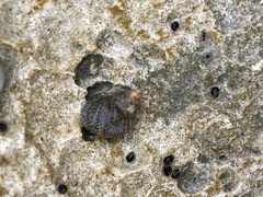Echinolittorina