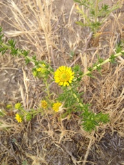 Centromadia pungens laevis