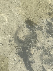 Parablennius parvicornis
