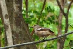 Copsychus albospecularis