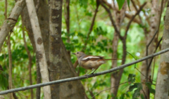 Copsychus albospecularis