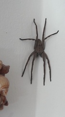 Palystes superciliosus