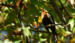 Turdus rufitorques