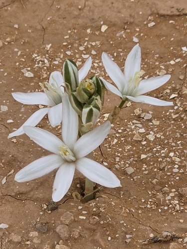 Ornithogalum trichophyllum