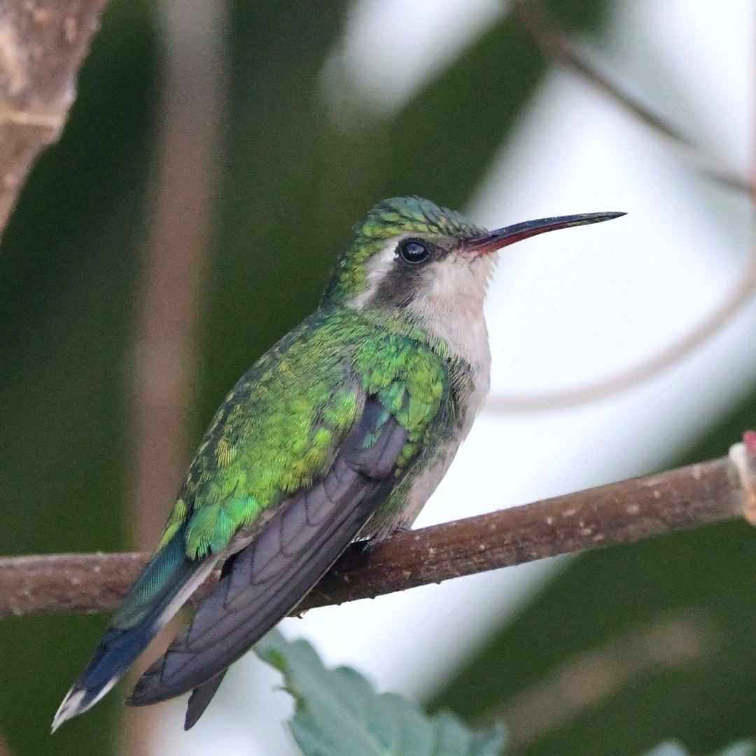 Cozumel Emerald (Cynanthus forficatus), photo 1
