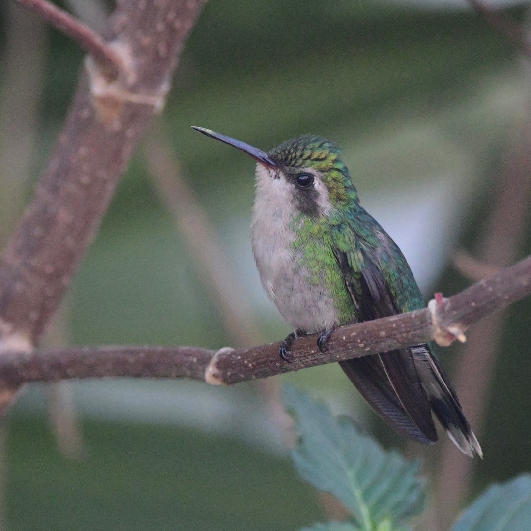 Cozumel Emerald (Cynanthus forficatus), photo 2