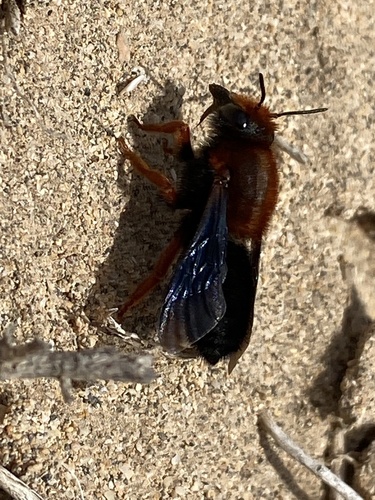 Sicilian Mortar Bee