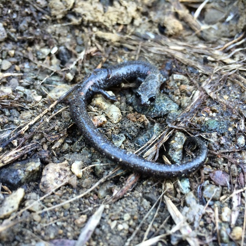 San Gabriel Mountains Slender Salamander, Batrachoseps gabrieli