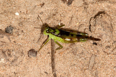 Paulinia acuminata