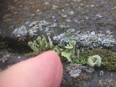Cladonia