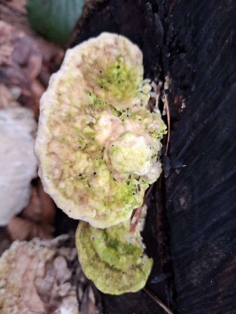 Trametes gibbosa · February 2026 · photo: © caracalshan (iNaturalist, cc-by)