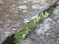 Cladonia