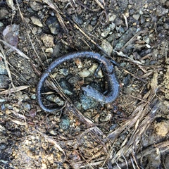 Batrachoseps gabrieli