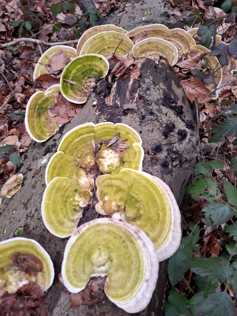 Trametes gibbosa · February 2026 · photo: © caracalshan (iNaturalist, cc-by)