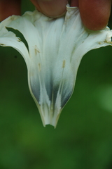 Ipomoea cuprinacoma