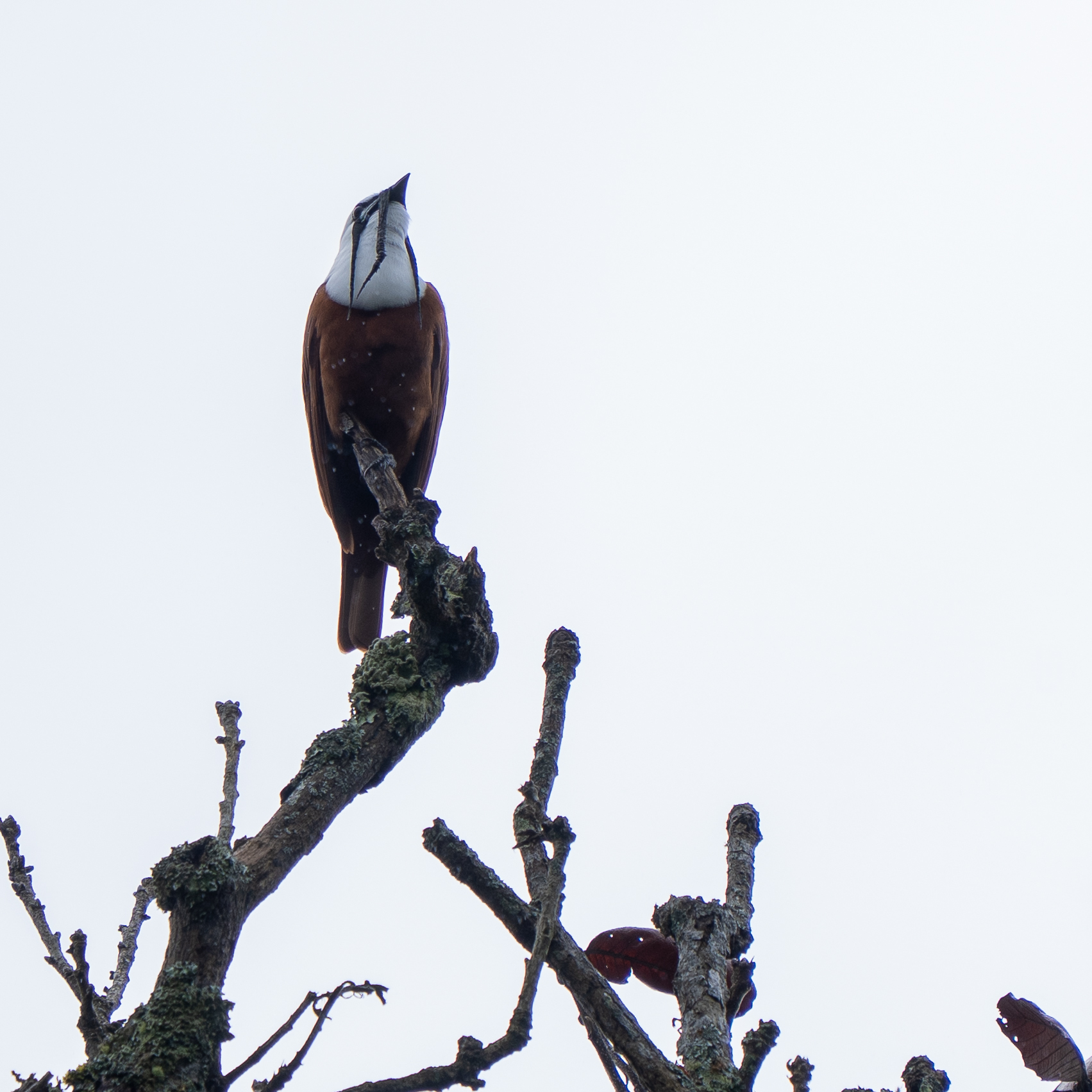 Three-wattled Bellbird (Procnias tricarunculatus), photo 4