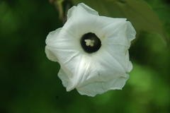 Ipomoea cuprinacoma