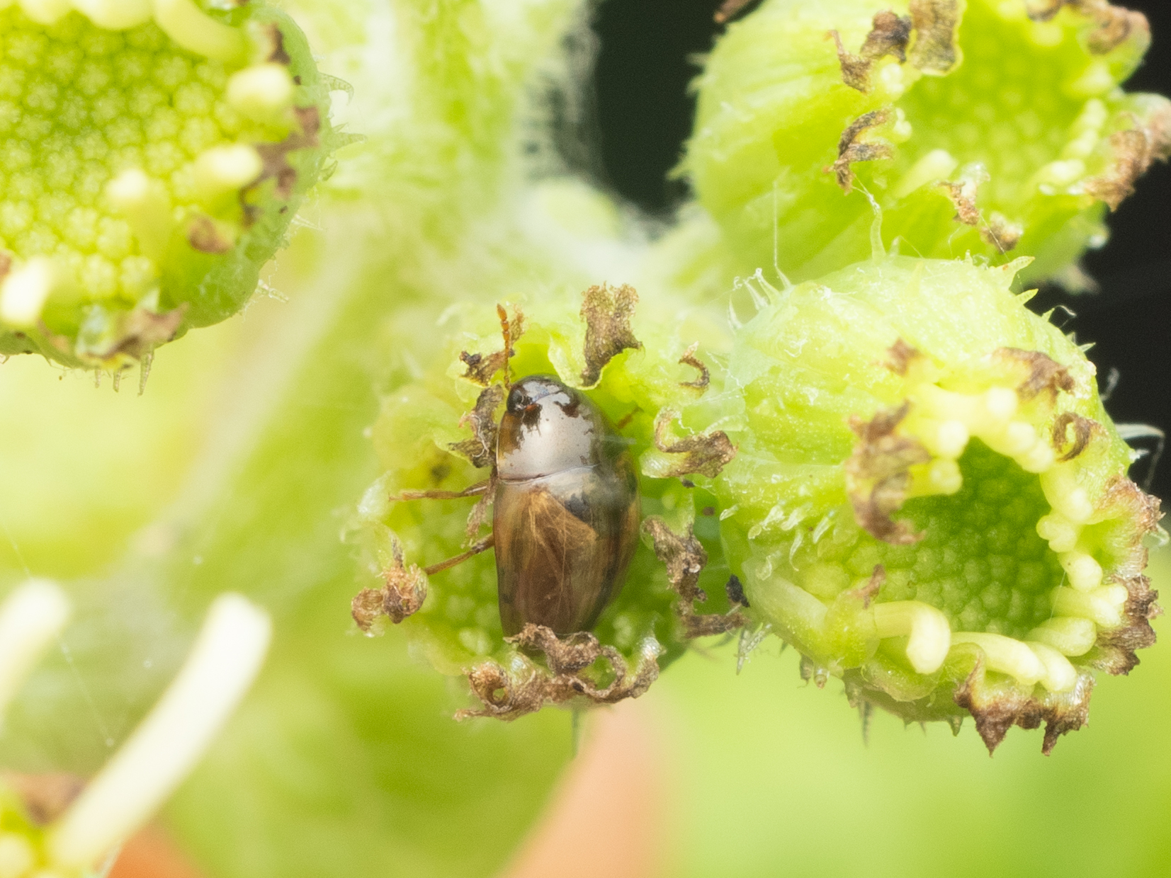 Olibrus corticalis