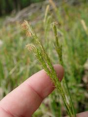 Carex sylvatica