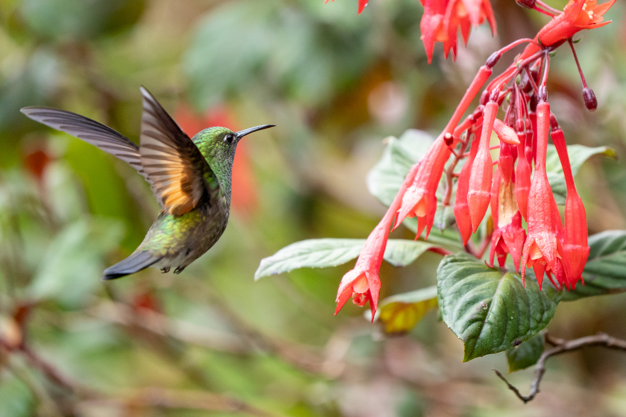 Stripe-tailed Hummingbird (Eupherusa eximia), photo 4