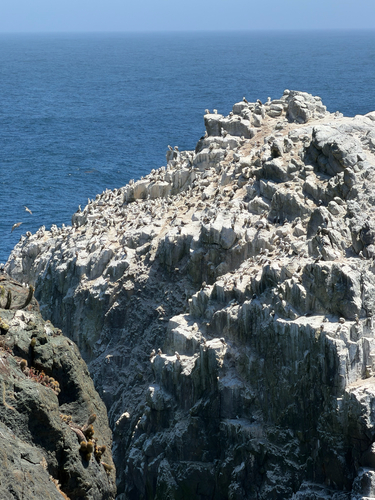 Peruvian Booby (Sula variegata), photo 8
